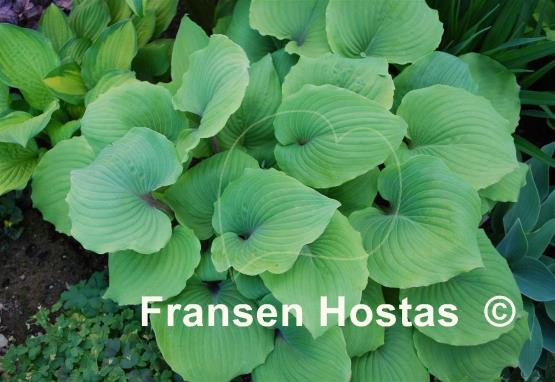 Hosta Paradise Red Delight